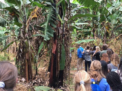 Banana_Farm_Group